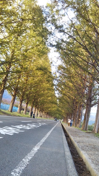 滋賀観光 滋賀カフェ 滋賀おでかけ メタセコイア並木 高島市 セコイヤチョコレート ドライブ 滋賀子連れスポット